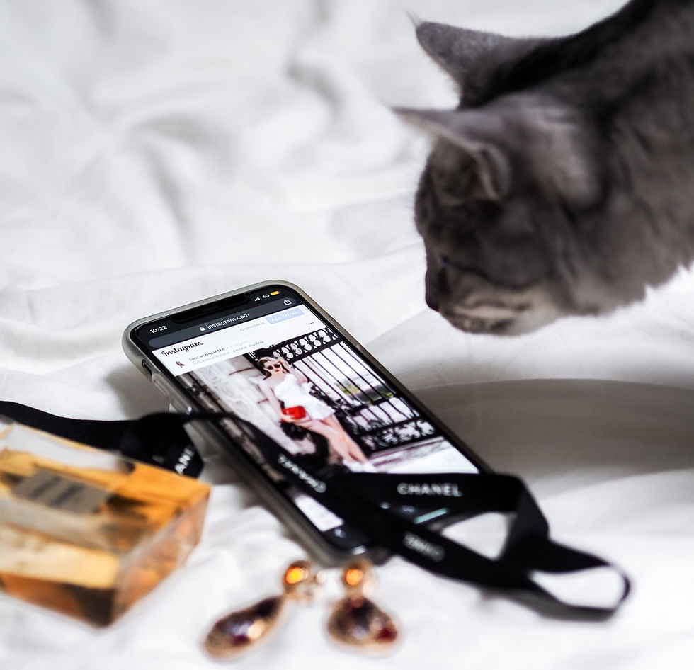 cat looking at phone screen showing an Instagram post