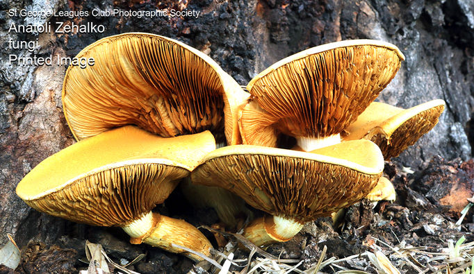 STGPhoto-IE201908-fungi.jpg