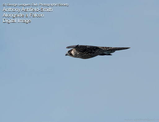 STGPhoto-IE201906-Alongside_the_Falcon_v2_.jpg