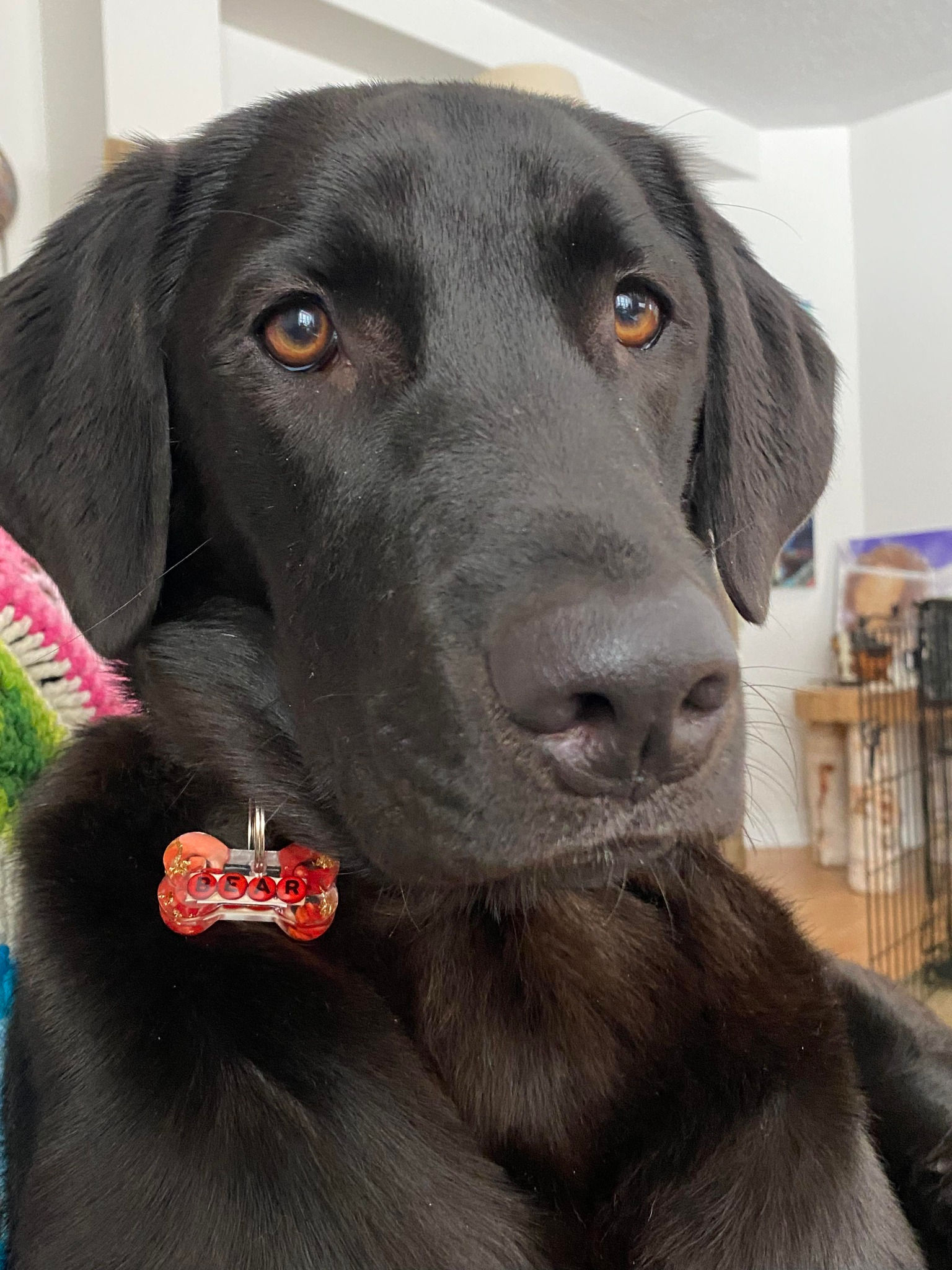 Custom Orgonite Pet Tag