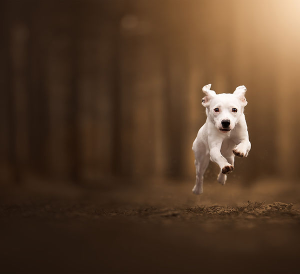 Rennende hond gefotografeerd tijdens een workshop hondenfotografie