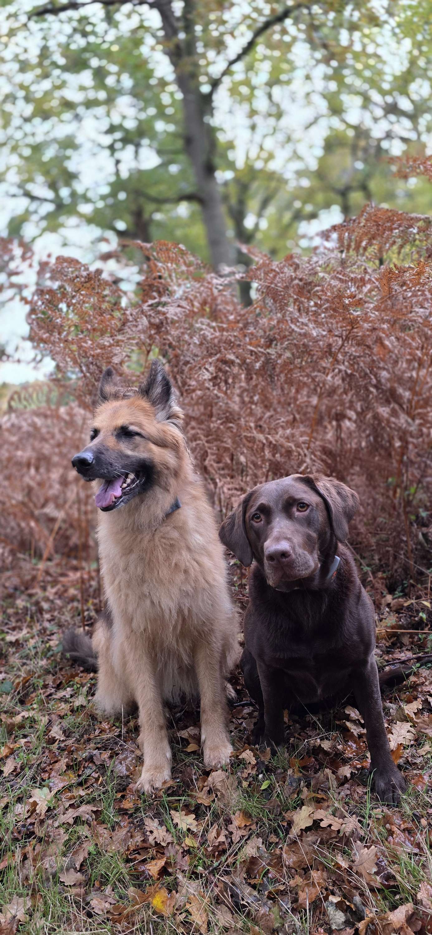 Writer: Off-leash obedience