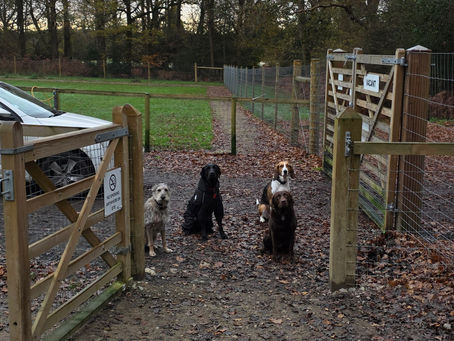 Why Obedience Groups Matter for Dog Owners in Sussex and Surrey