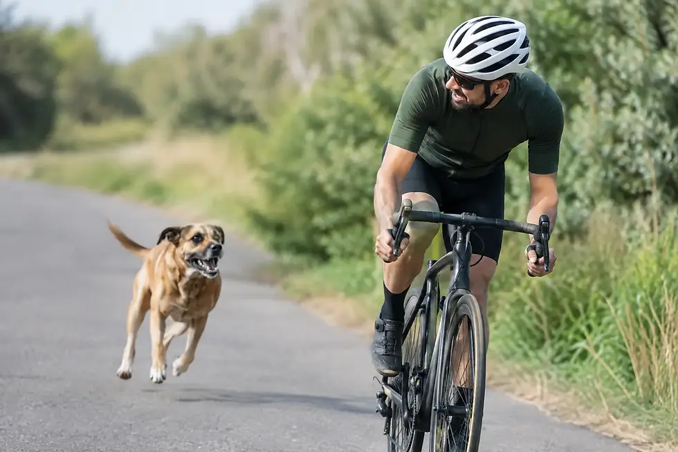 Why Dogs Chase Cyclists and How to Stop It
