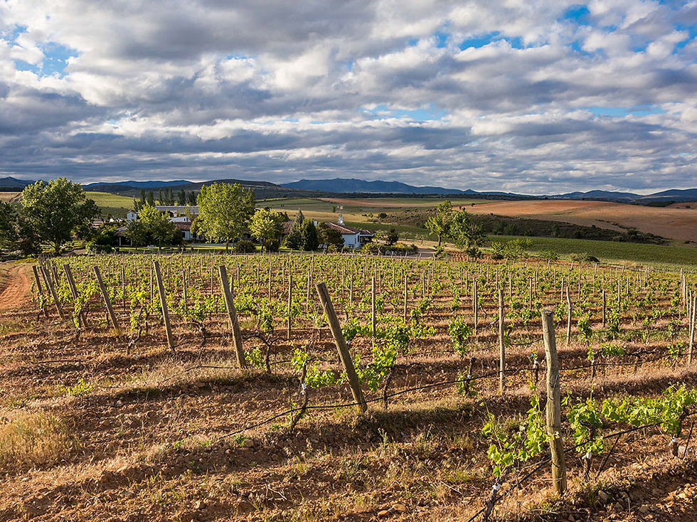 Miniaturbild: Finca Río Negro I 2020 I 75 cl