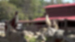 Two male llamas competeing for king of the hill