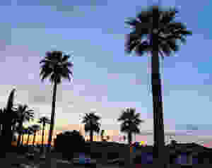 palm trees in phoenix