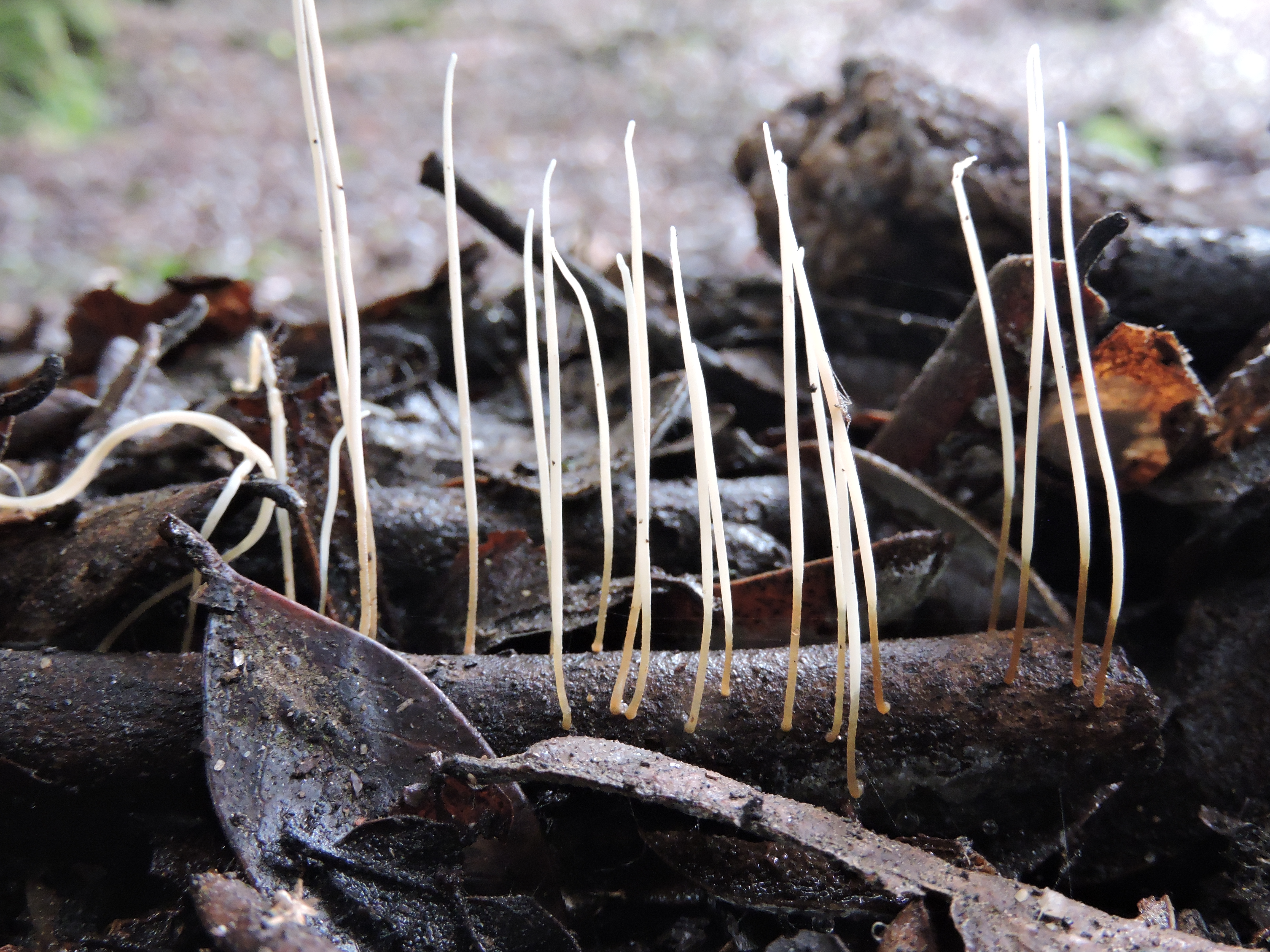 Clavaria acuta