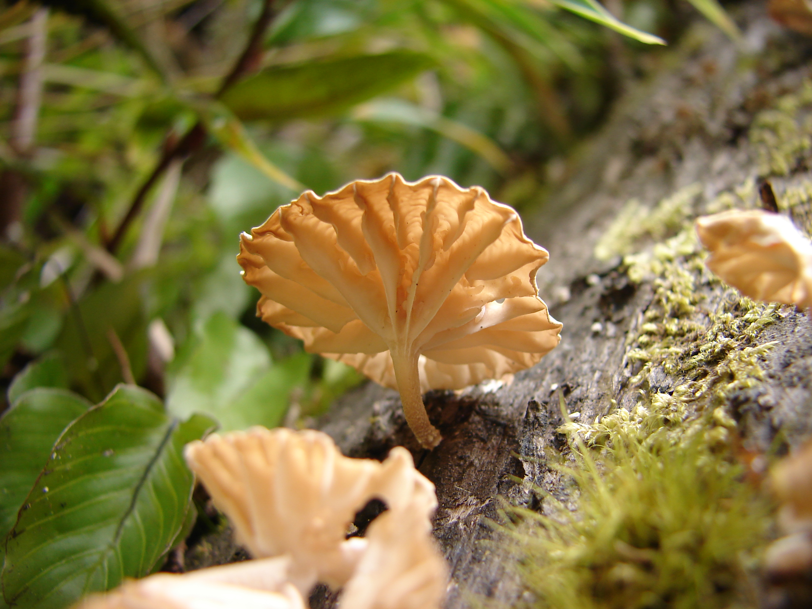 Marasmiellus alliiodorus