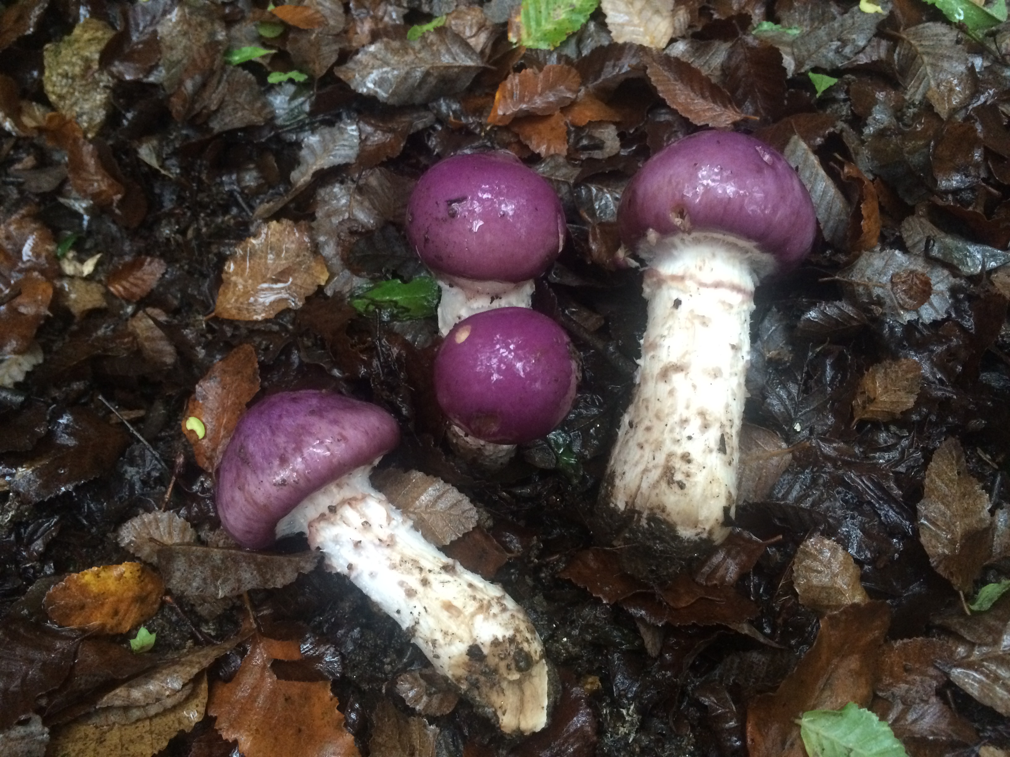 Cortinarius lebre