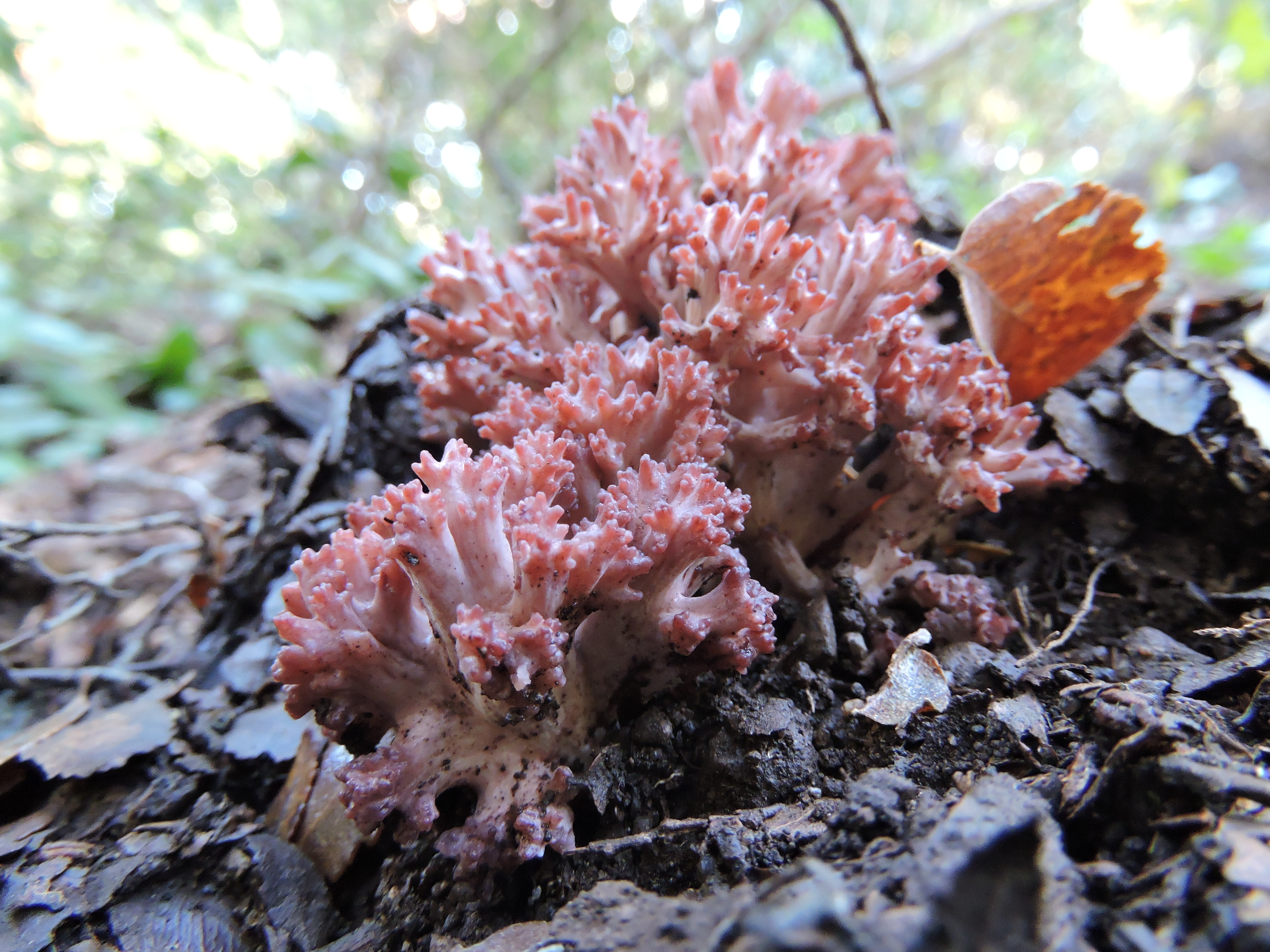 Ramaria botritys