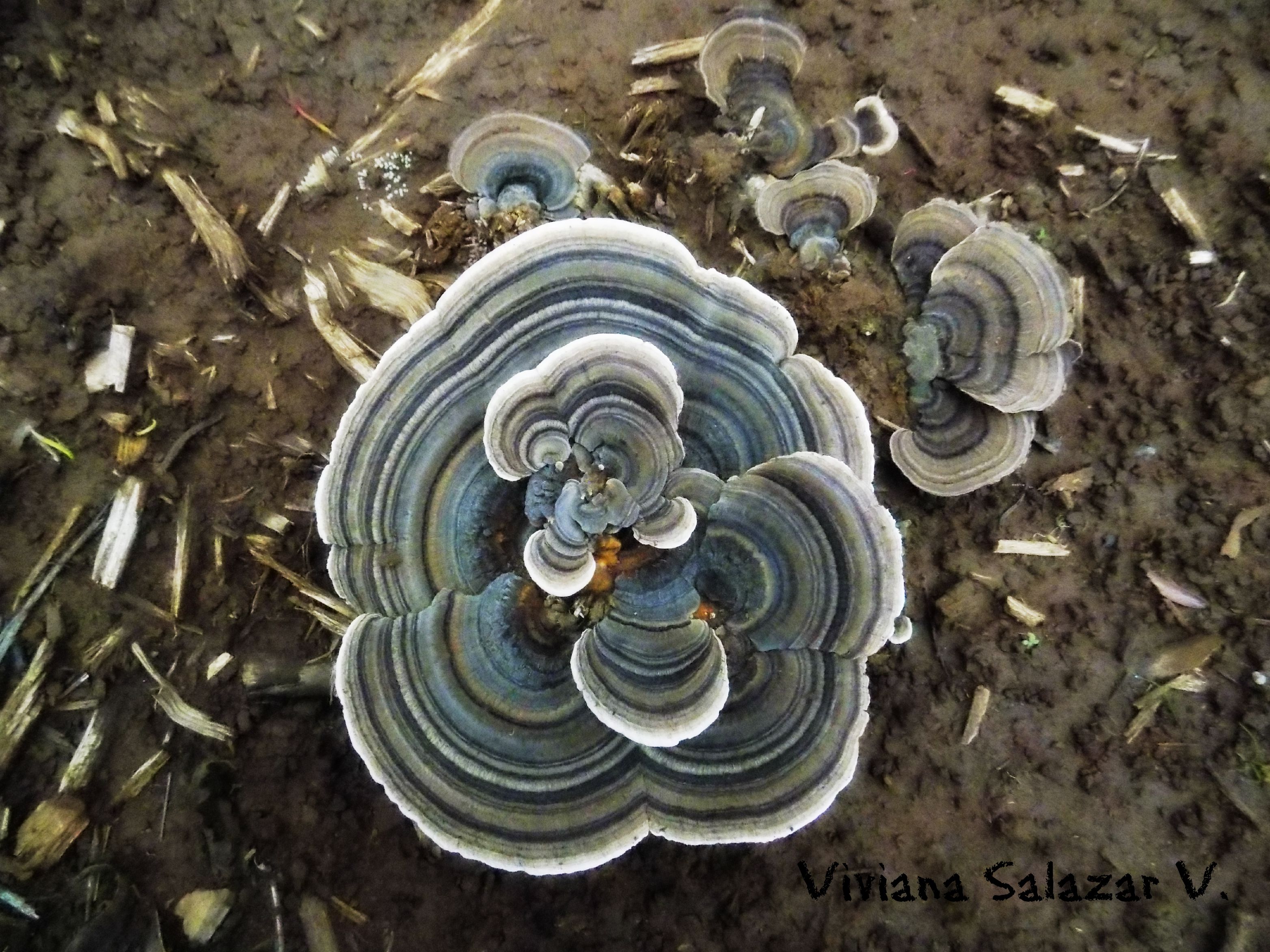 Trametes versicolor
