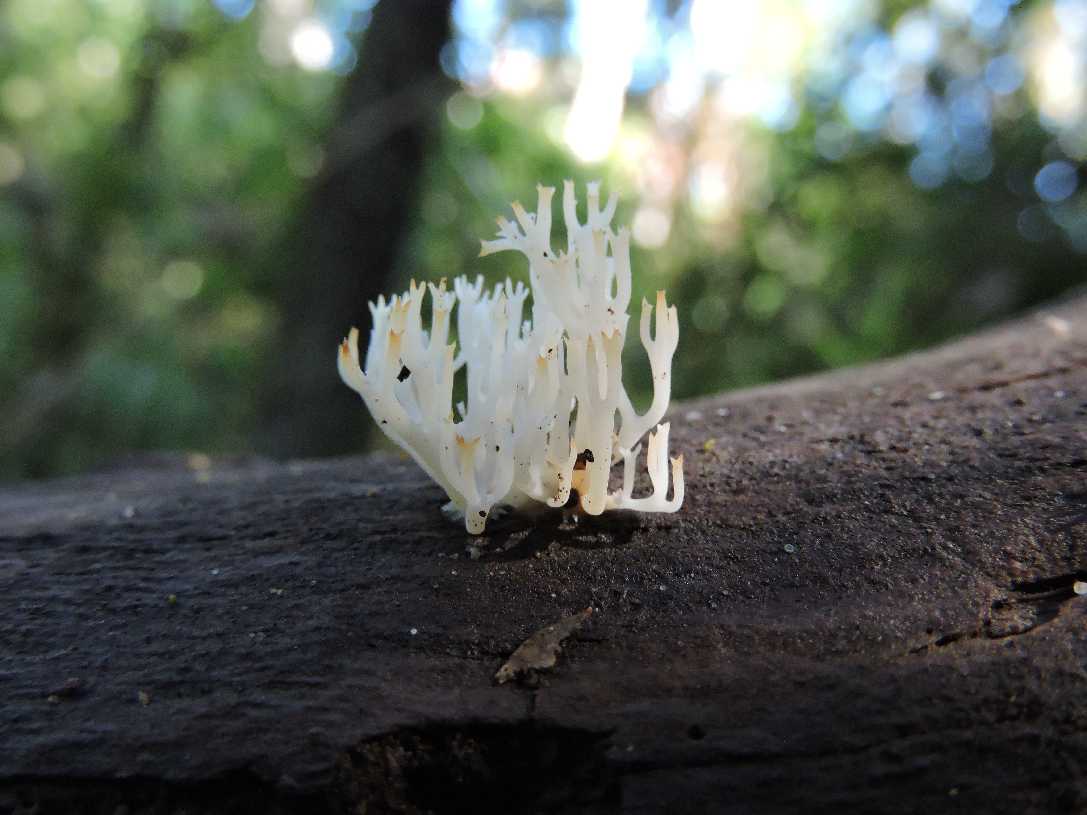 Clavicorona turgida