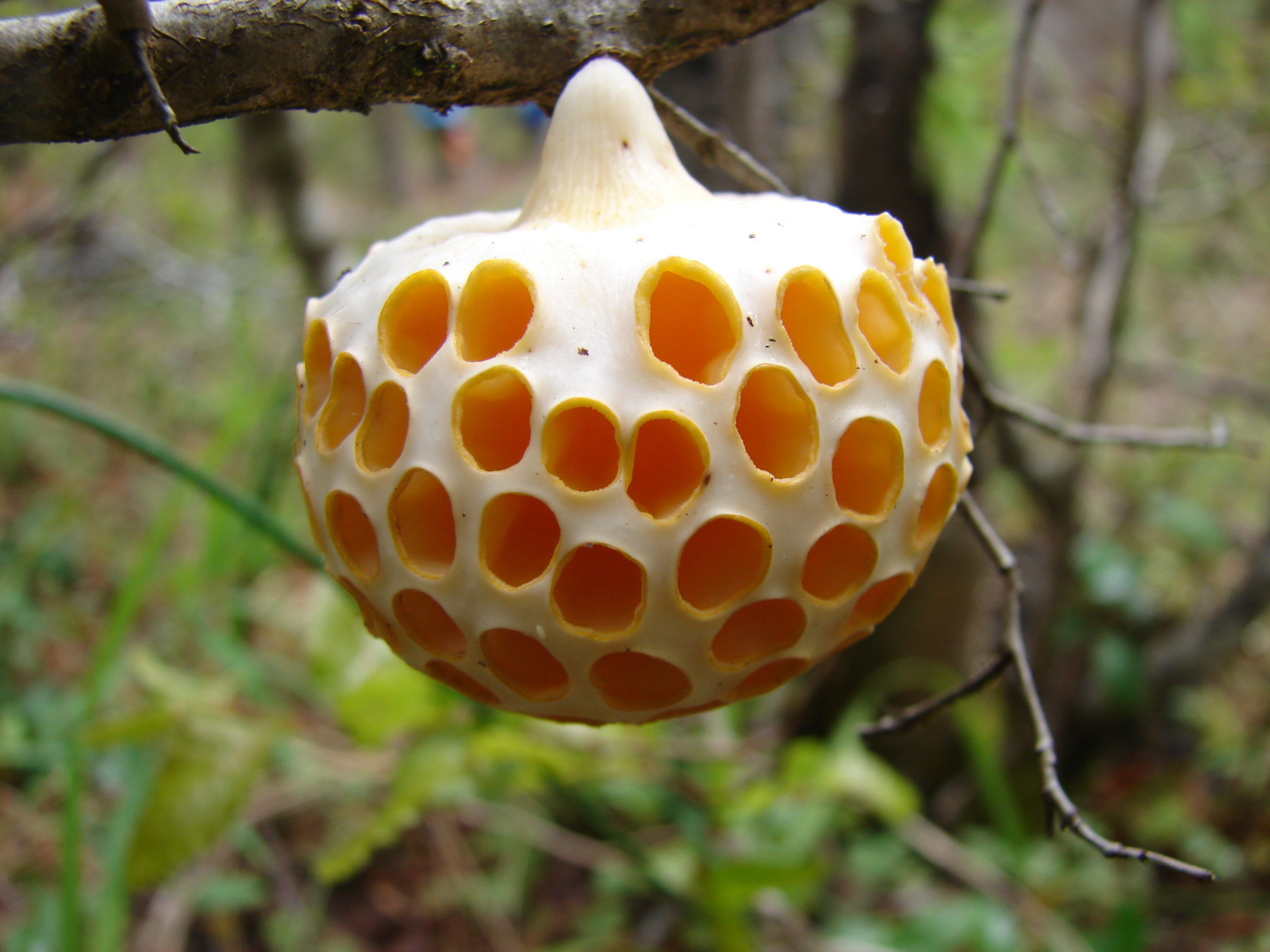 Cyttaria sp.