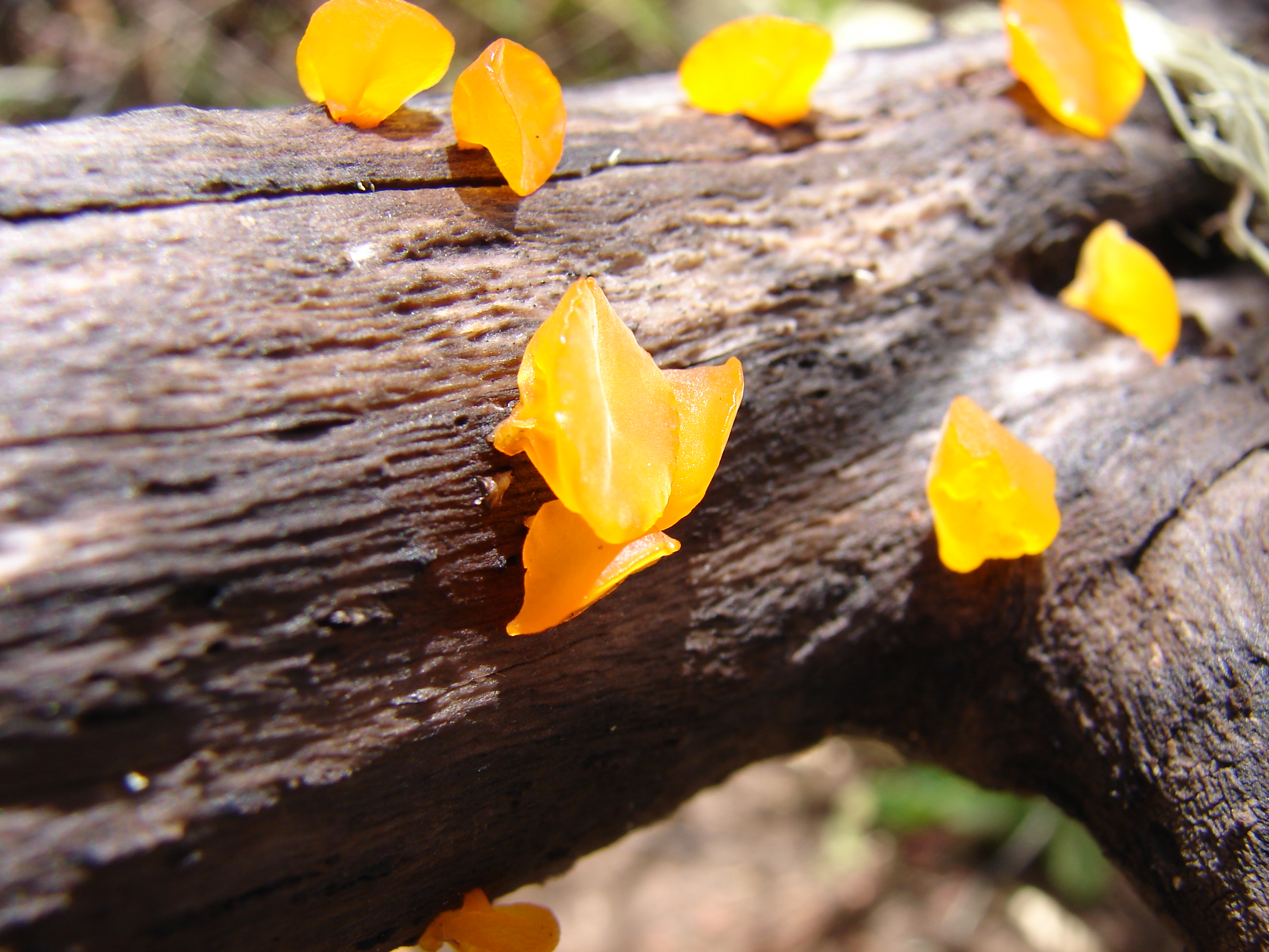 Heterotextus alpinus