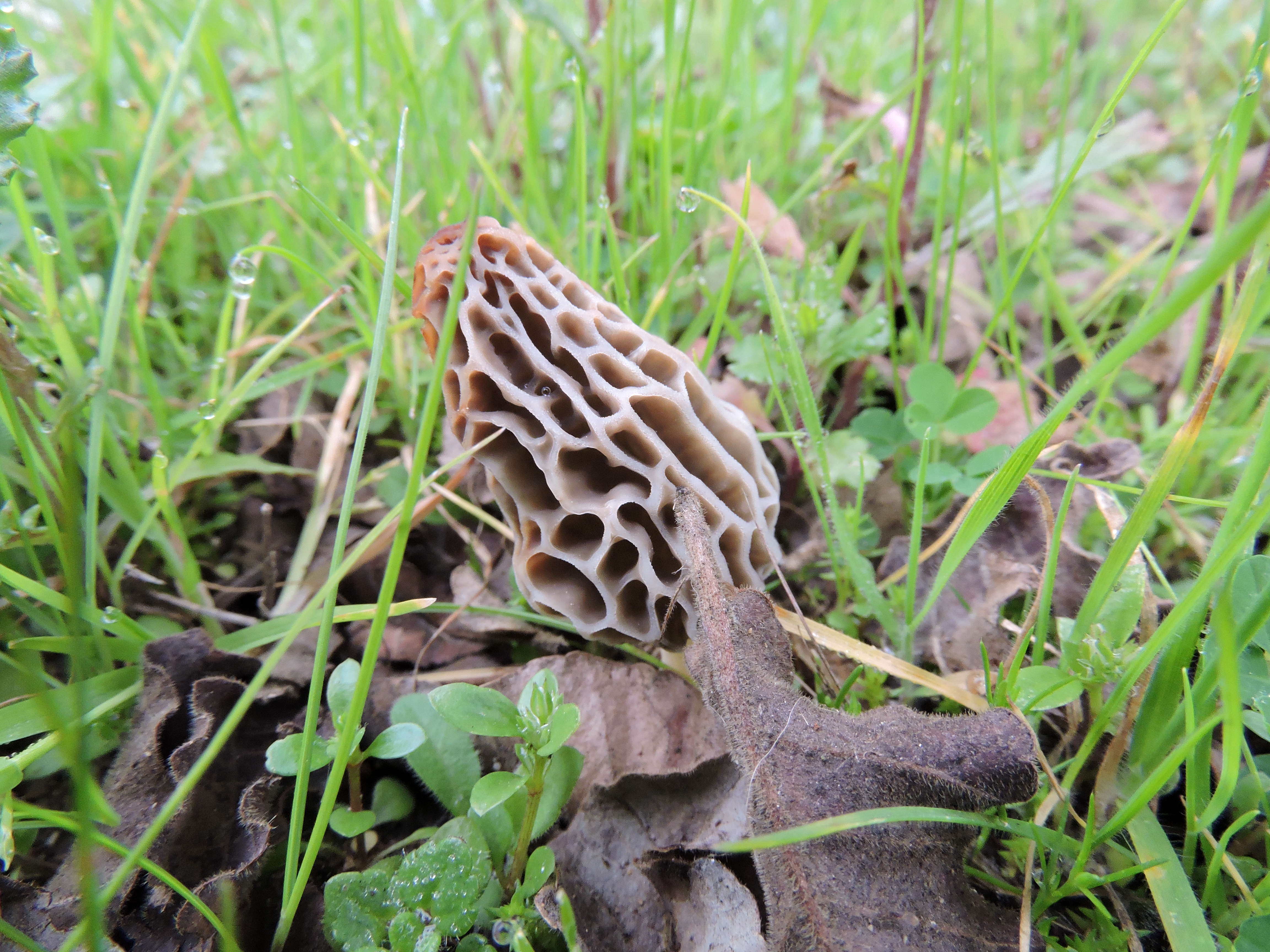 Morchella conica