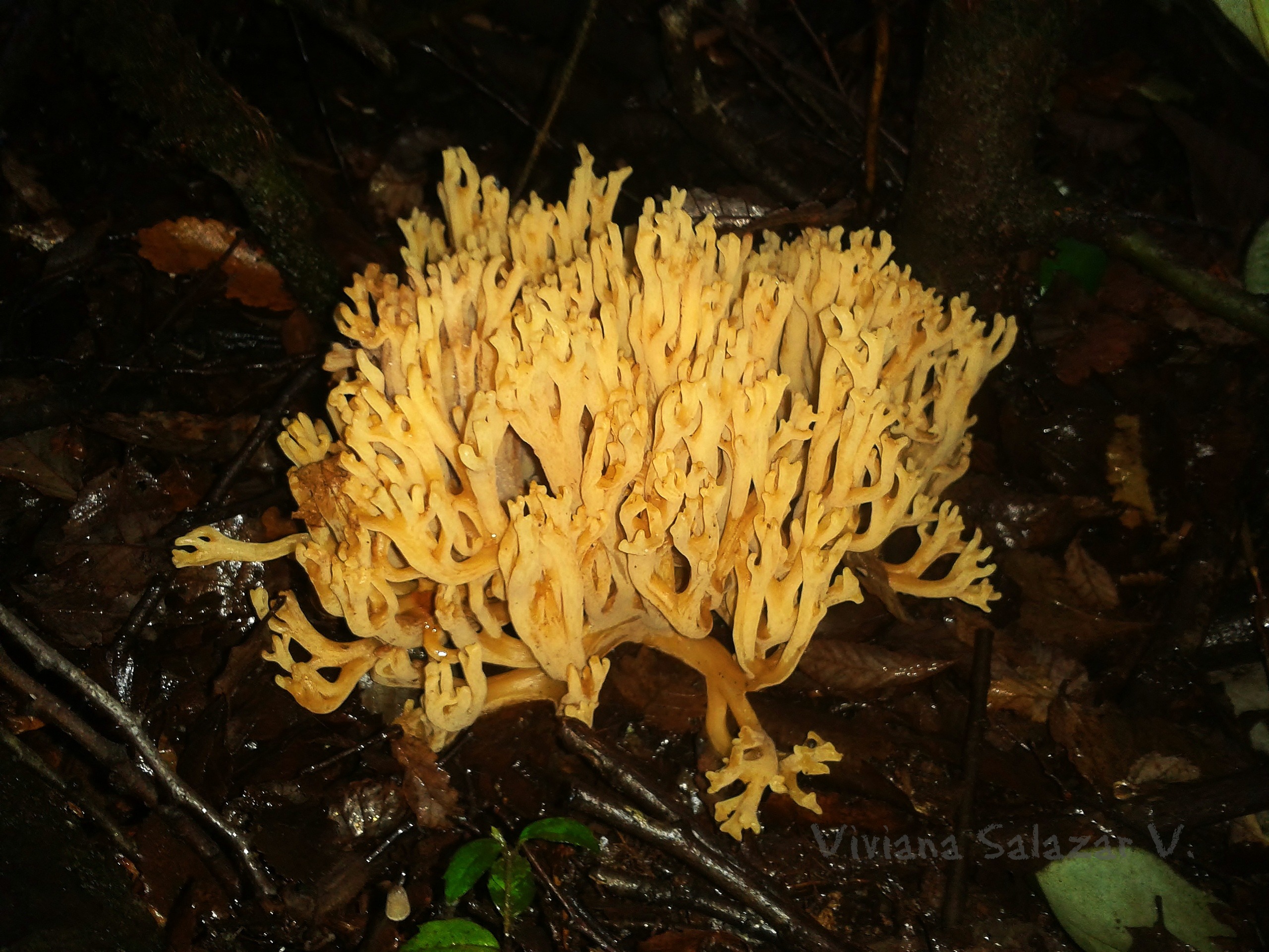 Ramaria flava