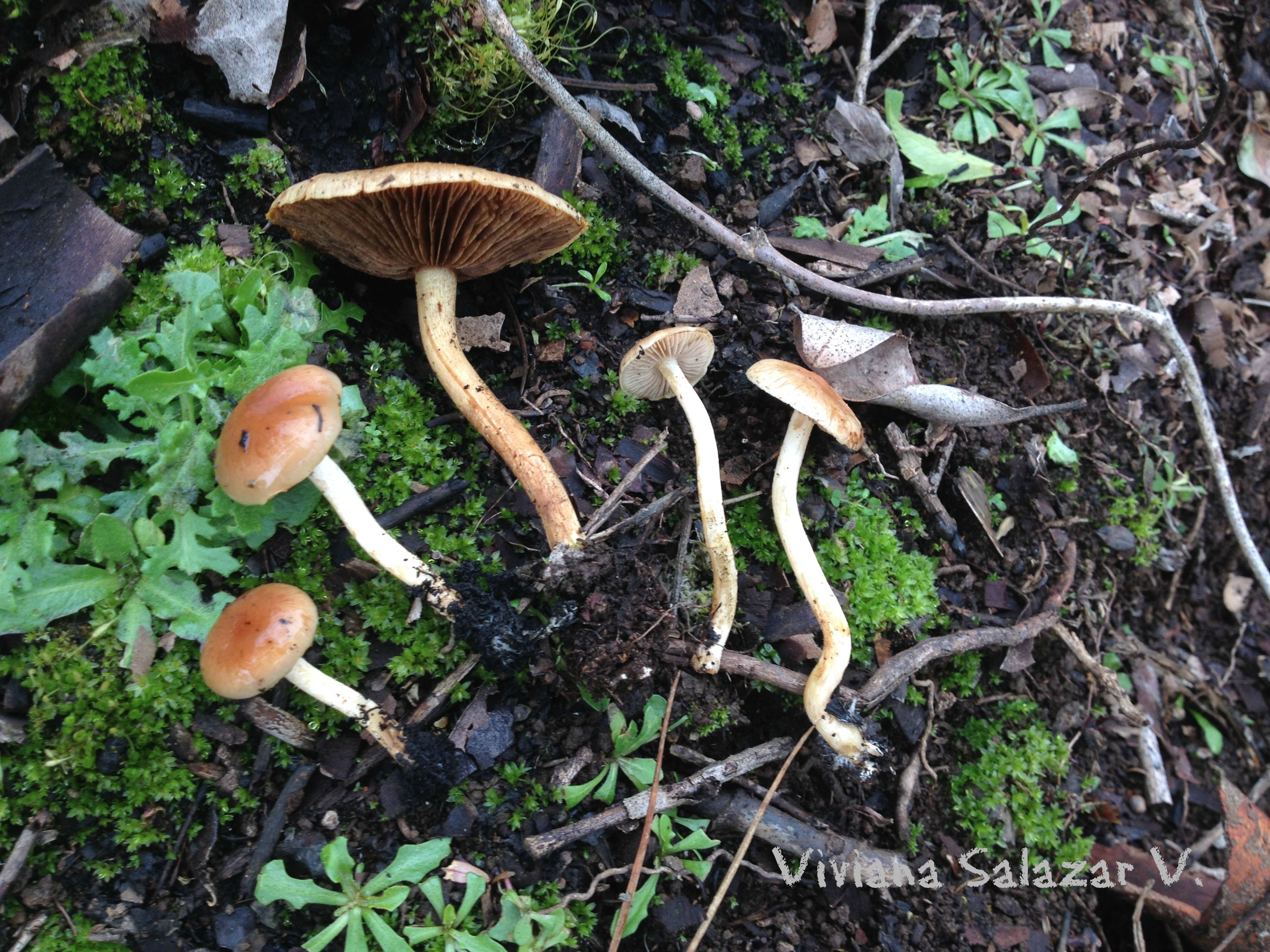 Pholiota highlandensis