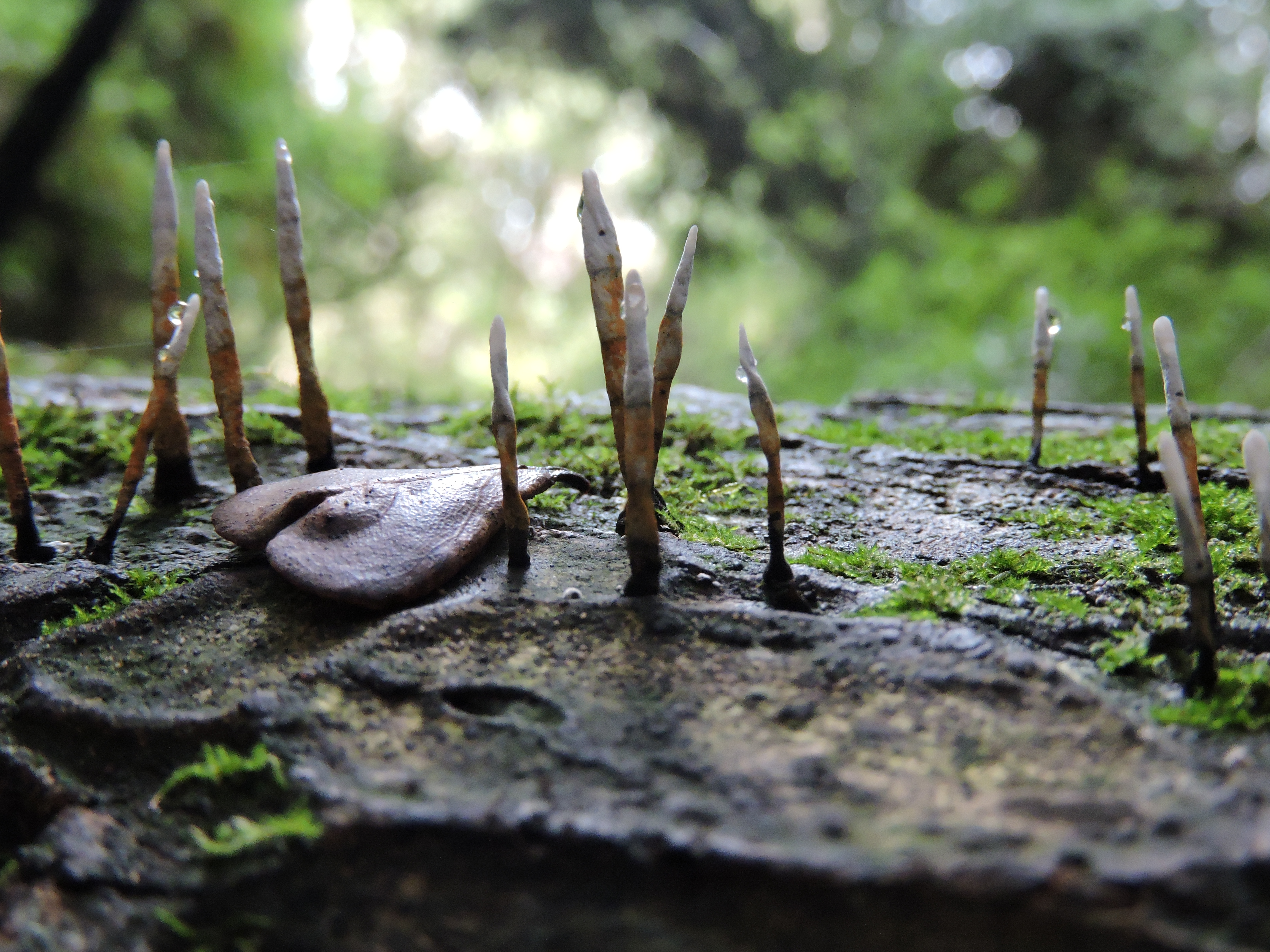 Xylaria hypoxylon