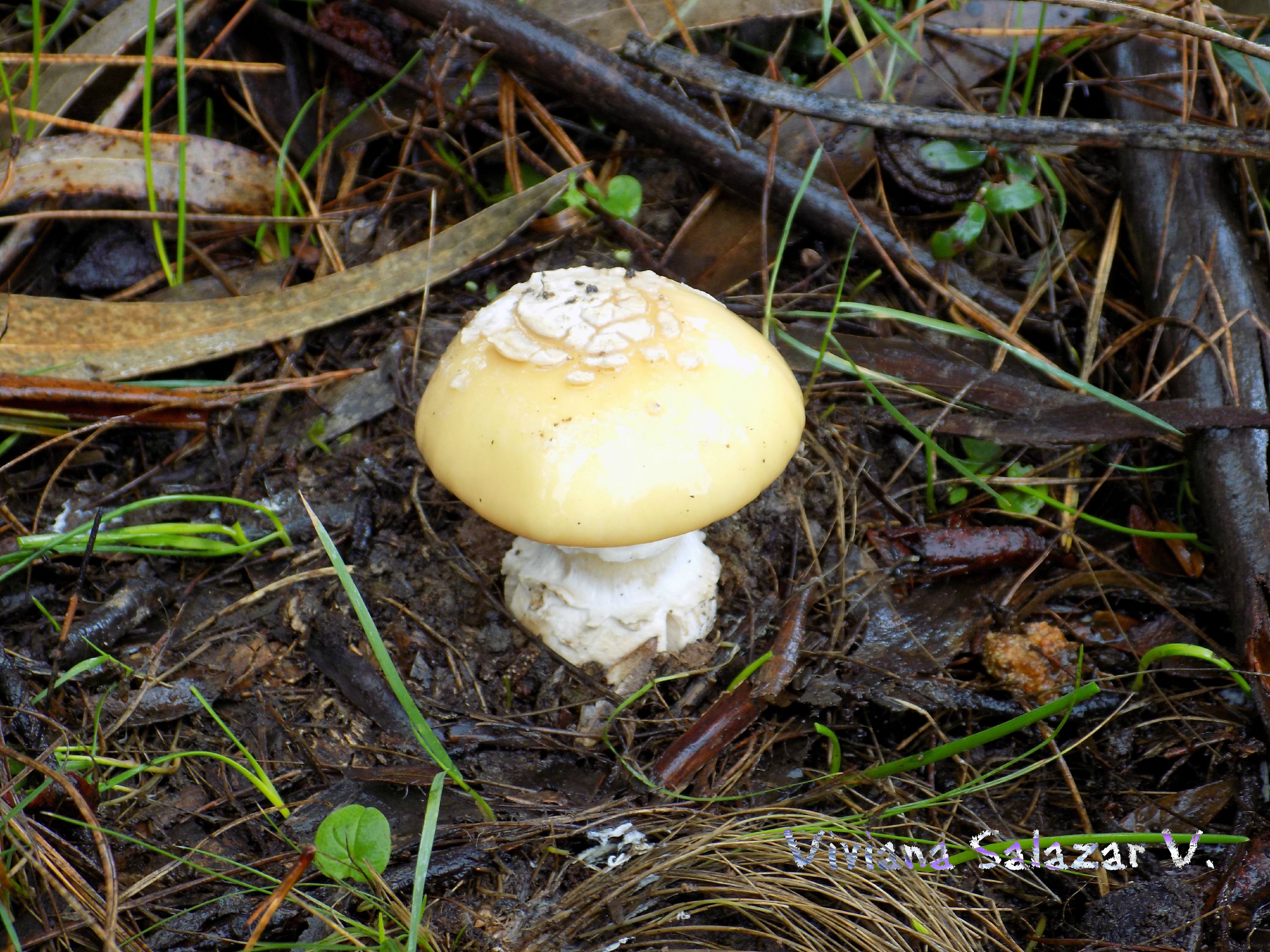 Amanita toxica