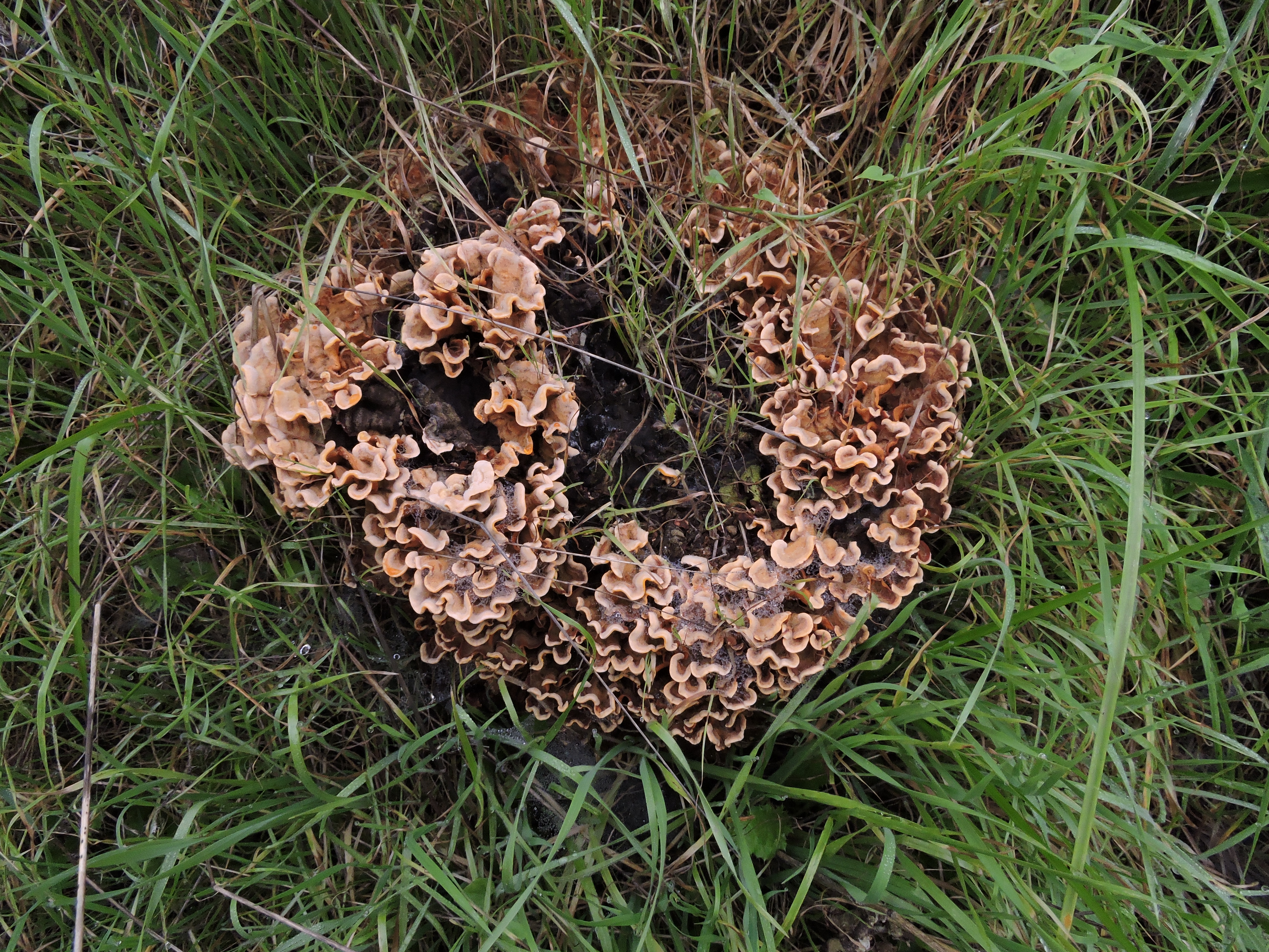 Stereum hirsutum