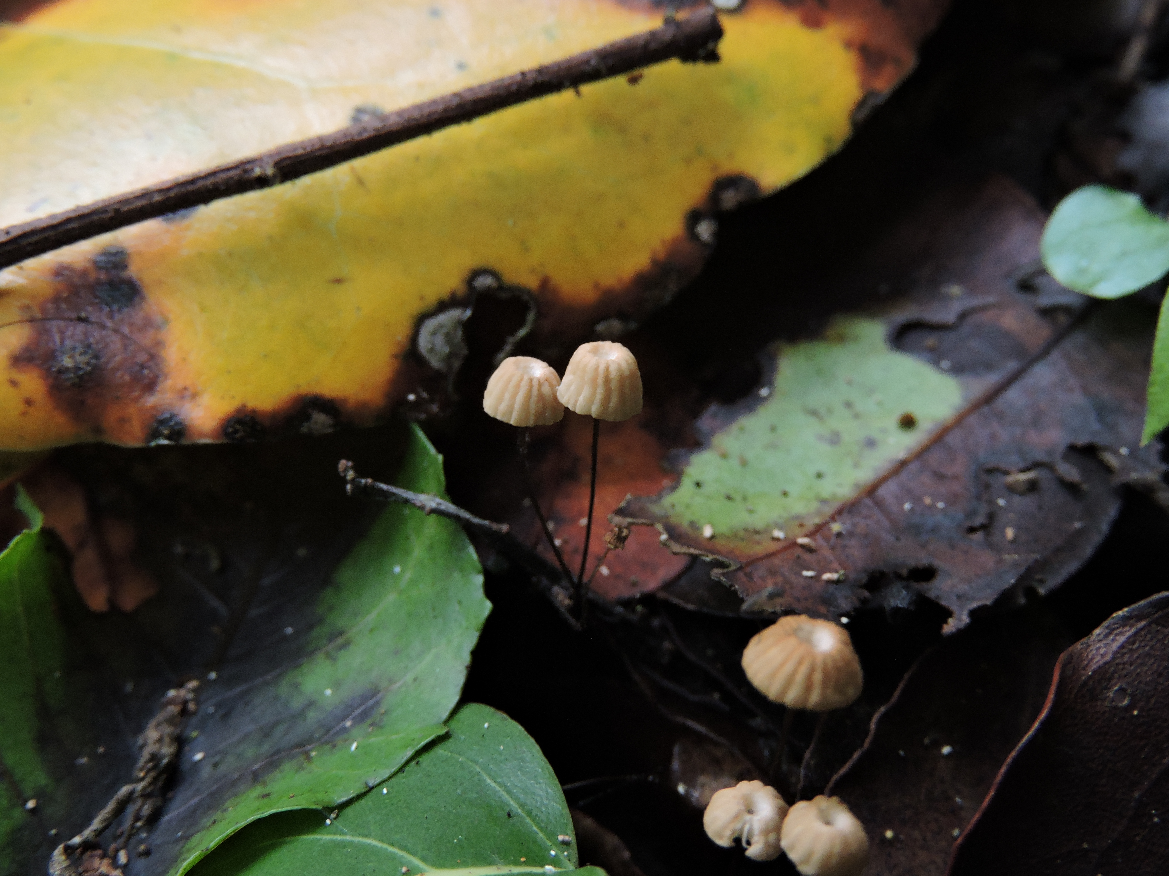 Marasmius bulliardii
