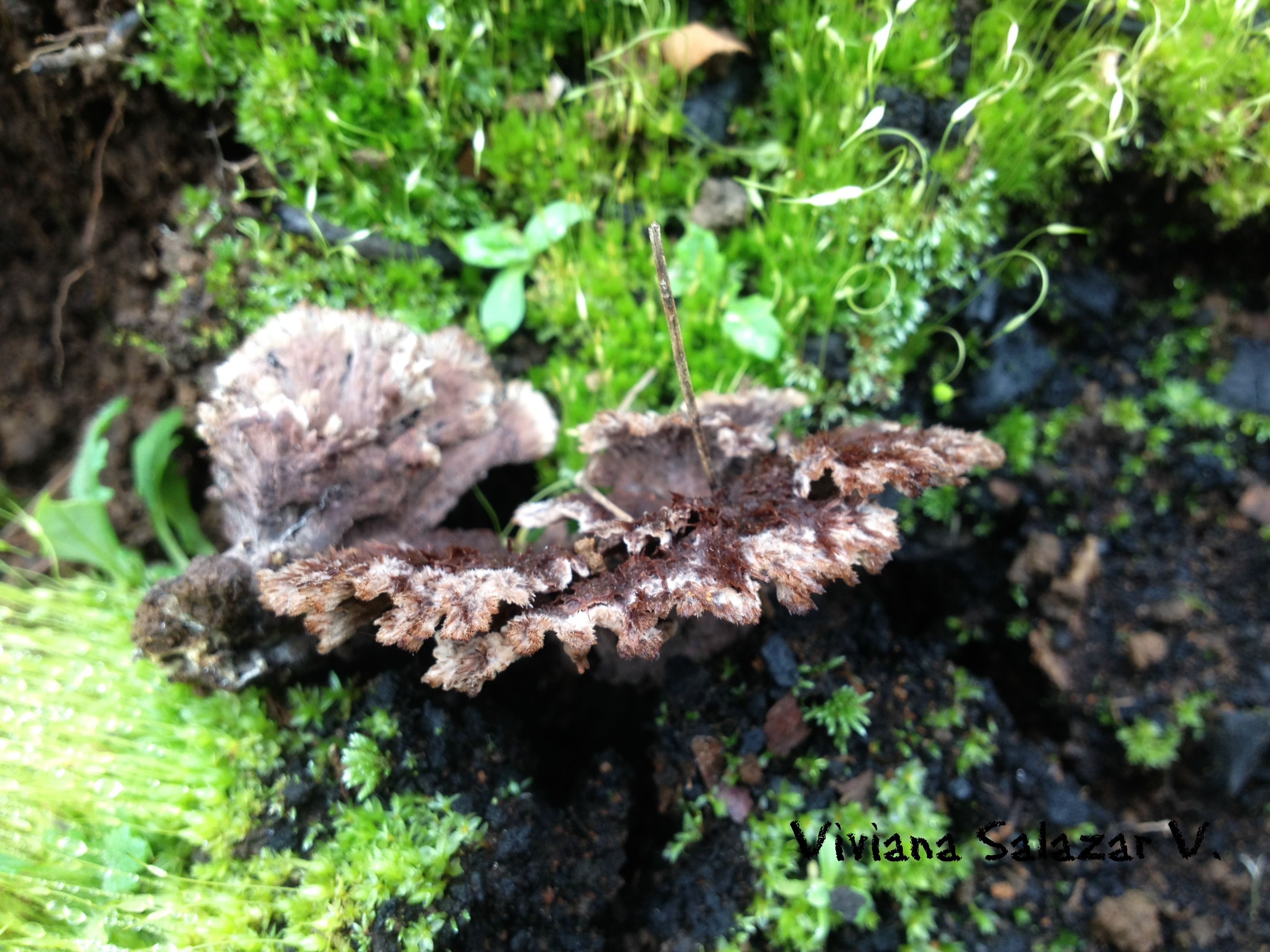 Thelephora terrestris