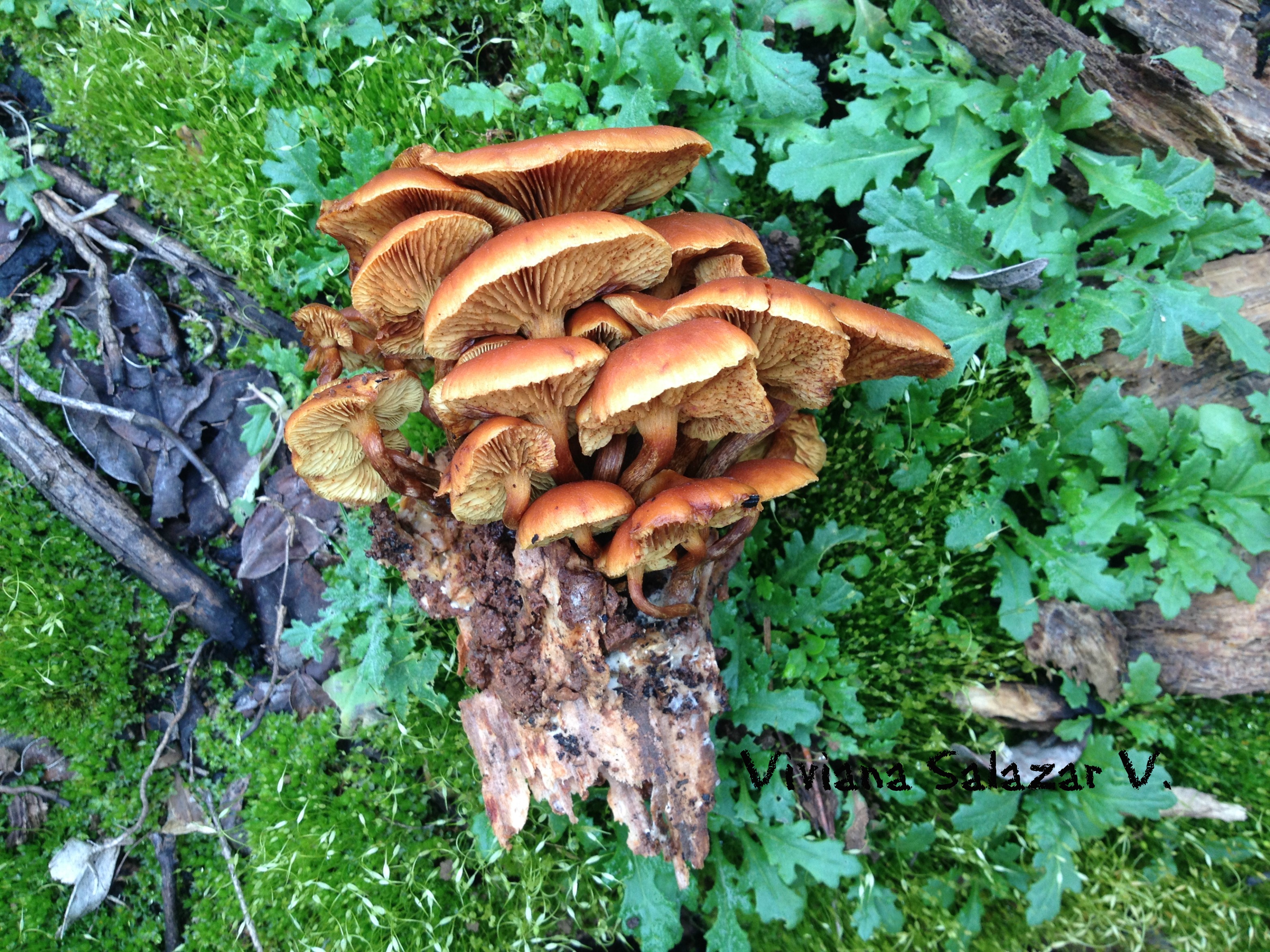 Gymnopilus sapineus