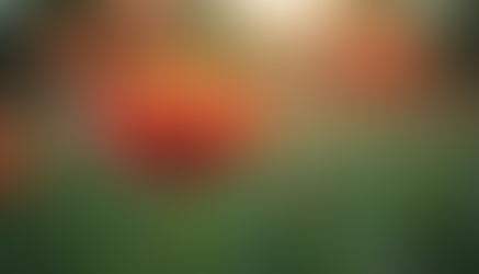 Embracing Imperfection: How a Growth Mindset Can Transform Your Progress