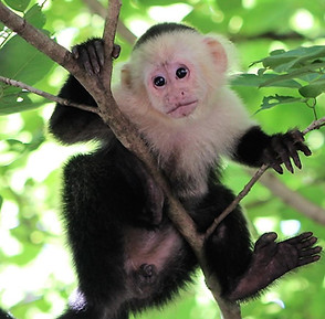 Tour de vida silvestre Mono cara blanca