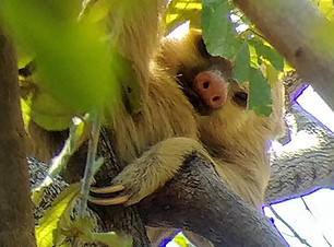 Tour Perezosos Ranas Tucanes | perezoso dos dedos del pie