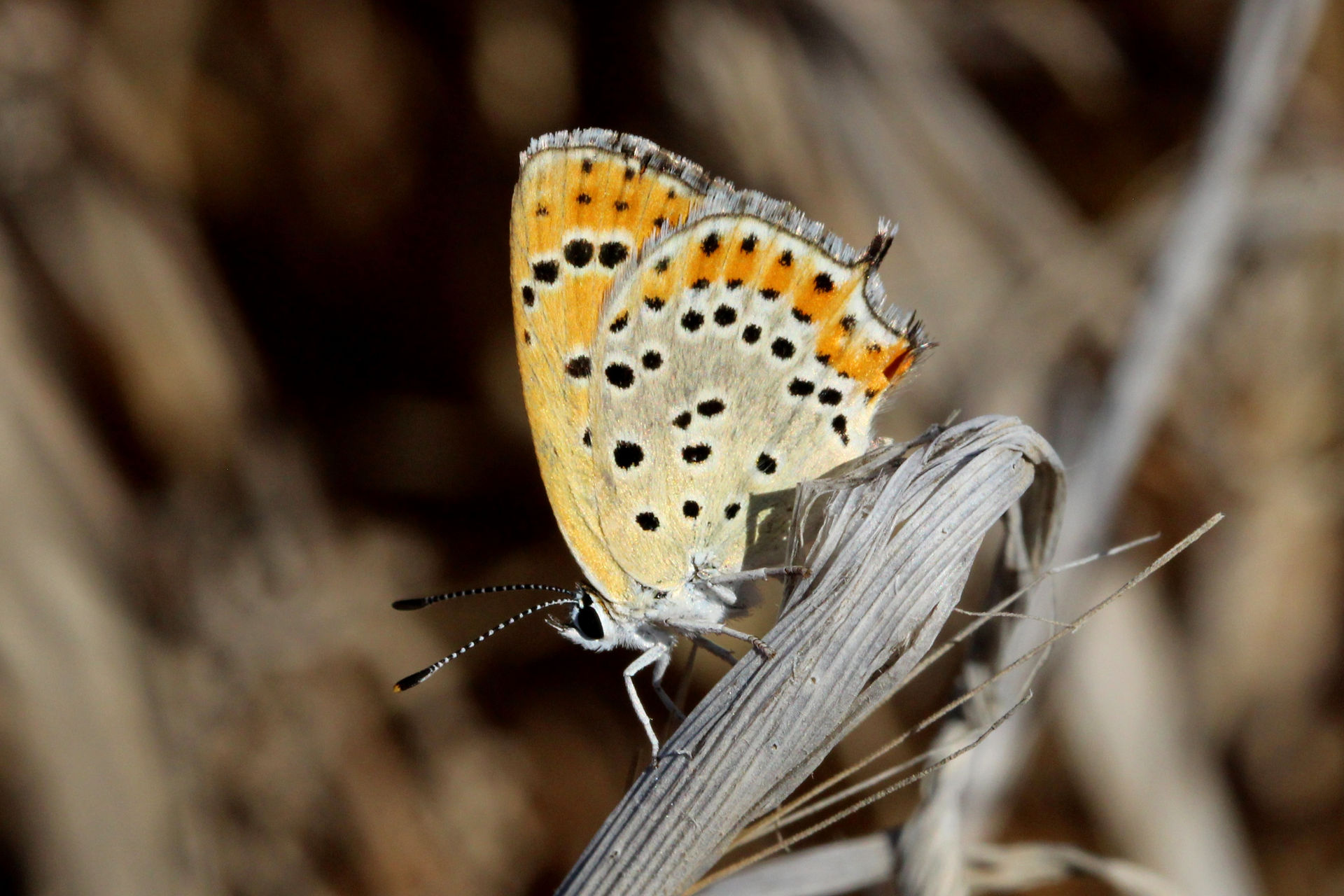 Lesser Fiery Copper female unds.JPG