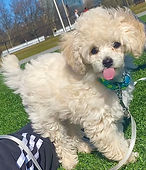 Erbie