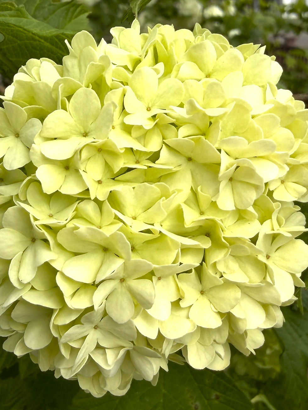 The Snowball Bush, an Old-Fashioned Flower