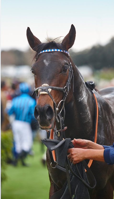 The Importance of Recovery Nutrition for Horses After Competition: Insights from Human and Equine Literature