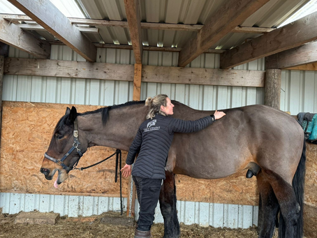 Enhancing Equine Performance: Myofascial Release for Horses