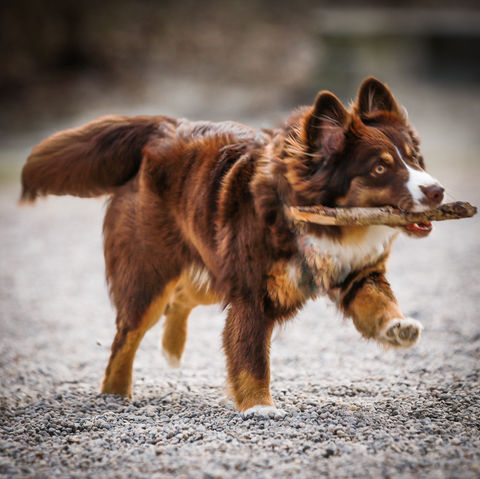 Mini australian shepherd 
Hundefotografie
Haustierfotografie
Tierfotografie
Hunde Foto
Fotograf Hund 
Tierfotograf
Stefanie Simon Fotografie