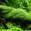 Thumbnail: Riccia Fluitans Moss