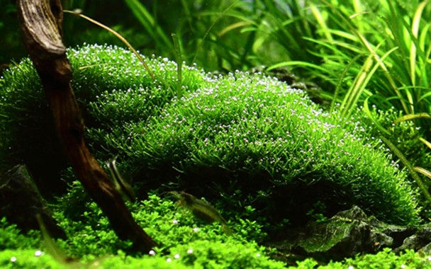 Riccia Fluitans Moss