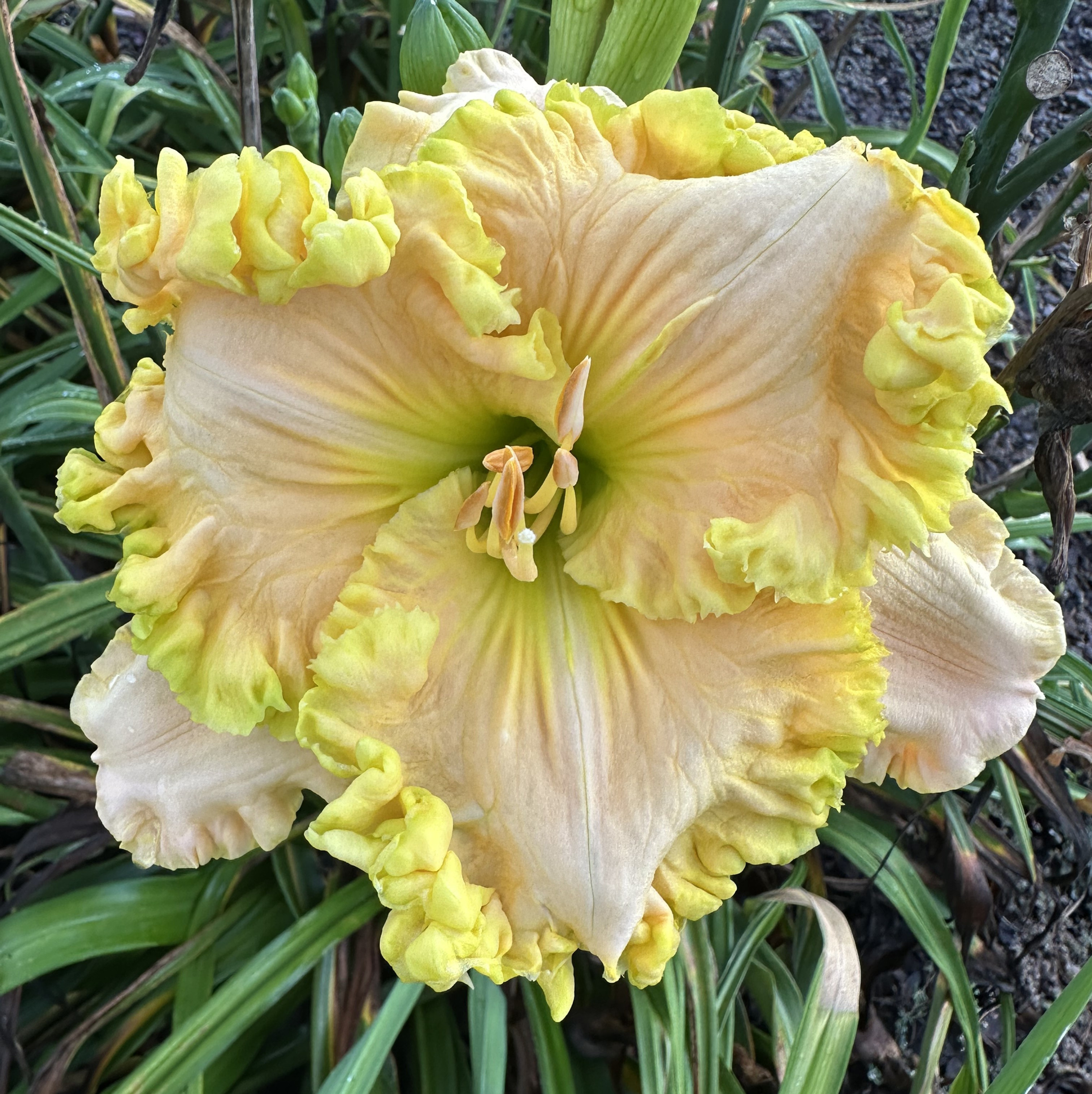 The Hybridizer's Choice | Floyd Cove Nursery