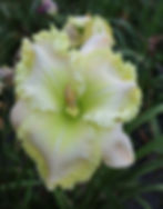 Thumbnail: Linen Dewdrop
