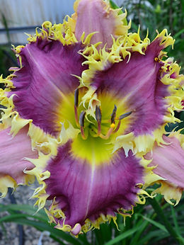 The Hybridizer's Choice | Floyd Cove Nursery The Hybridizer's Choice | Floyd Cove Nursery