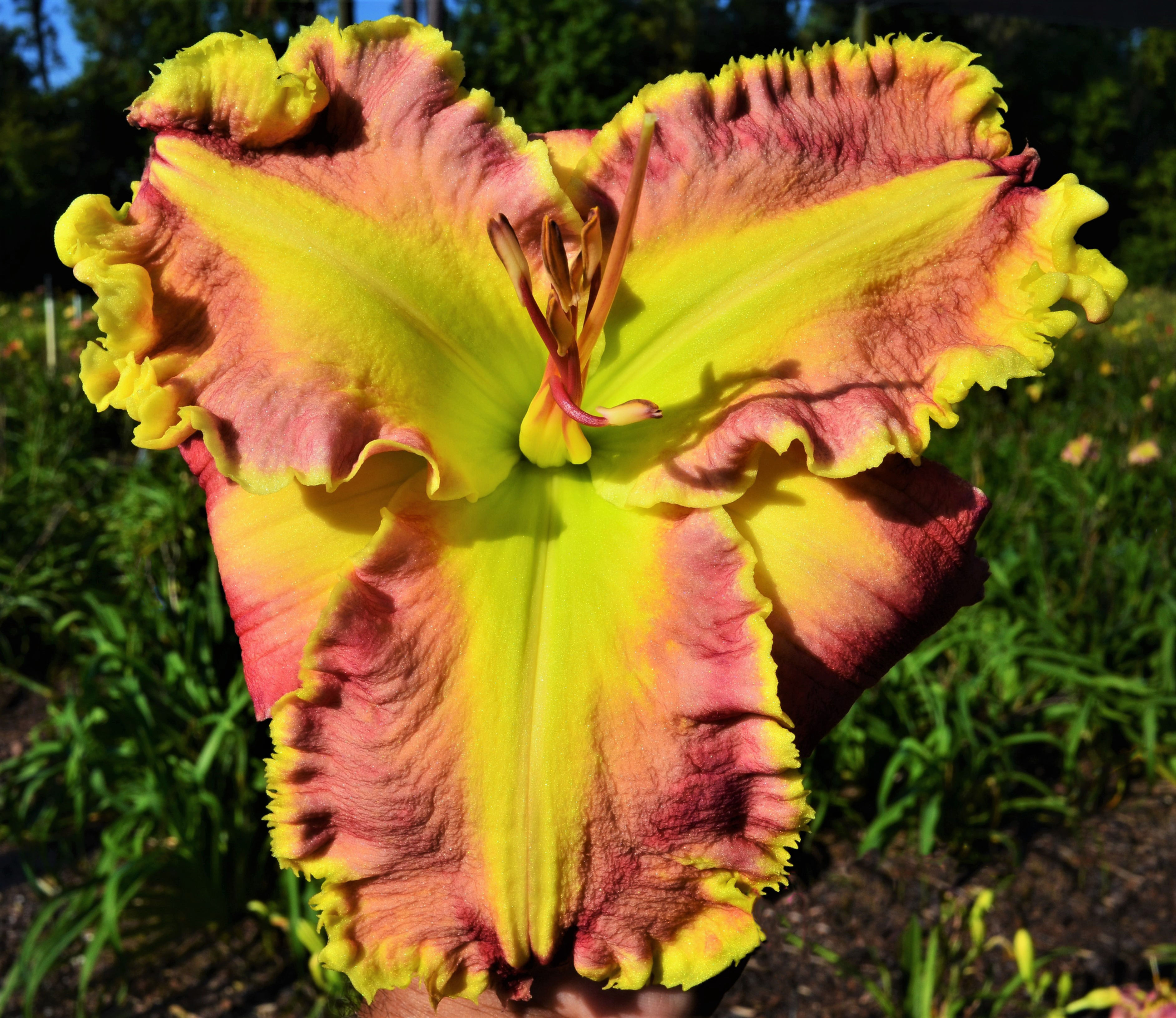 My Darling Karentine