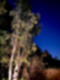 IMG_4131.jpeg