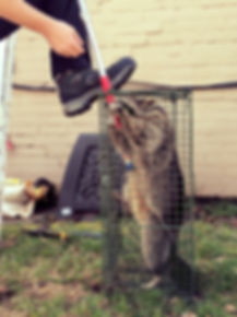 trapped raccoon