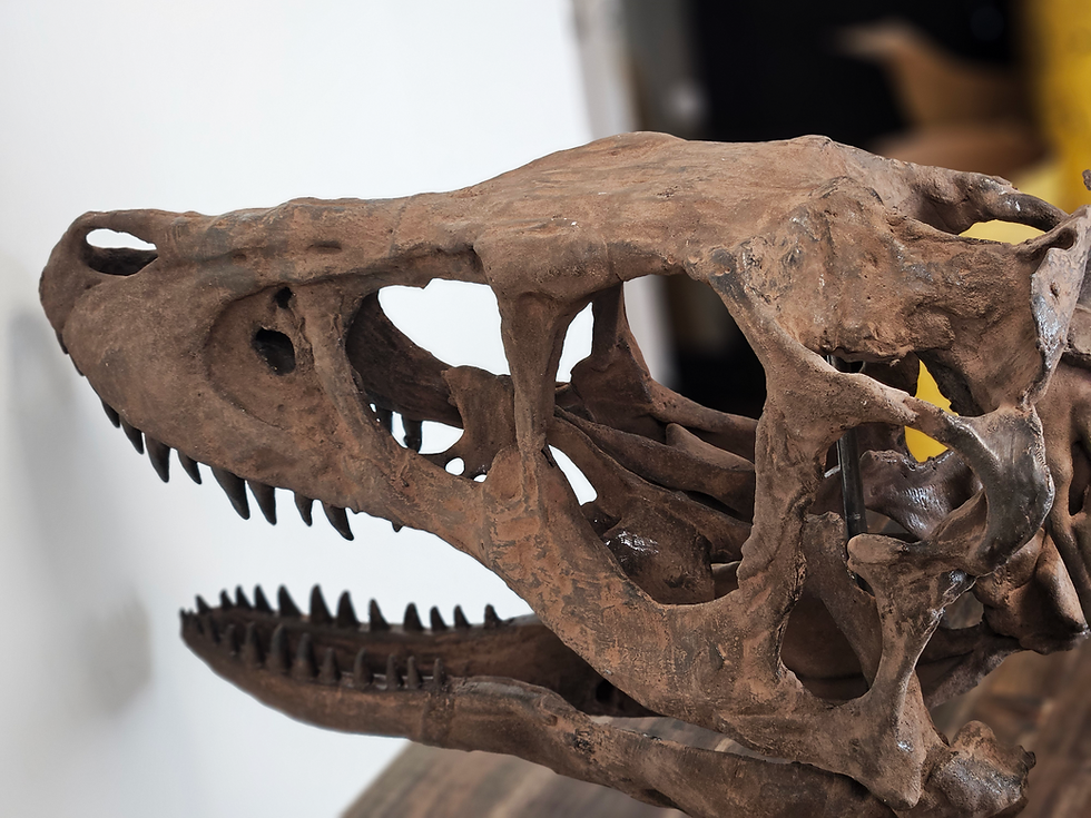 Thumbnail: Life sized Juvenile T.rex/Nanotyrannus Skeleton