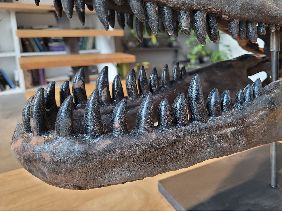 Thumbnail: Allosaurus Skull