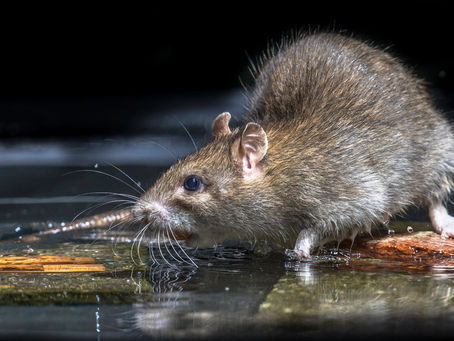 Rat on a wet deck