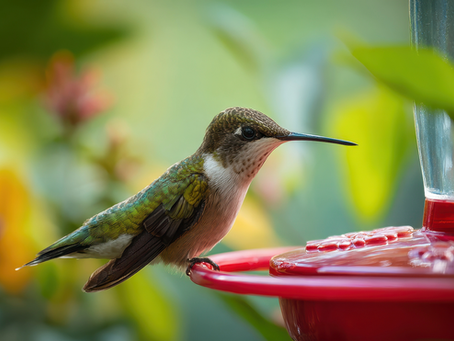 Hummingbird at a feeder