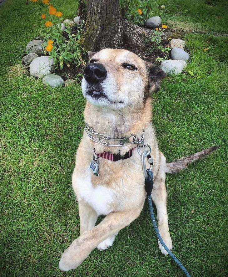 Akela